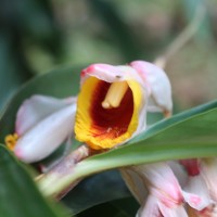 Alpinia zerumbet (Pers.) B.L.Burtt & R.M.Sm.